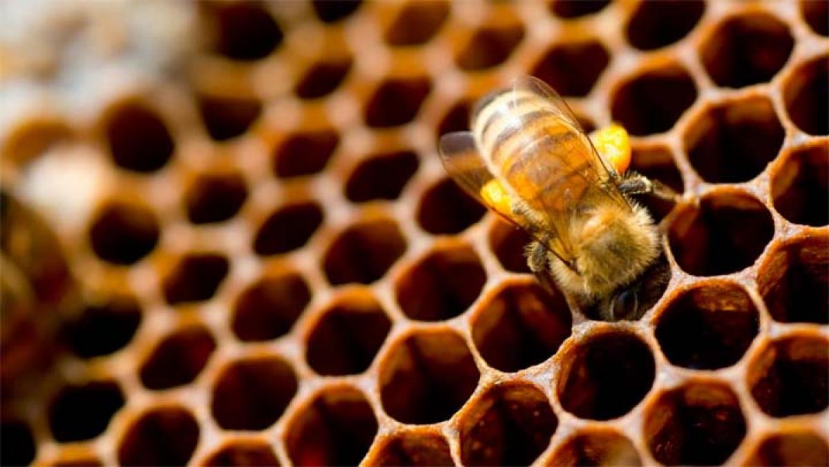 A queen bee is an amazing corporate leader but without MBA